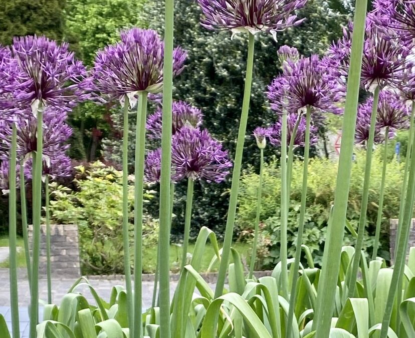 Wat doet de natuur met je gezondheid?